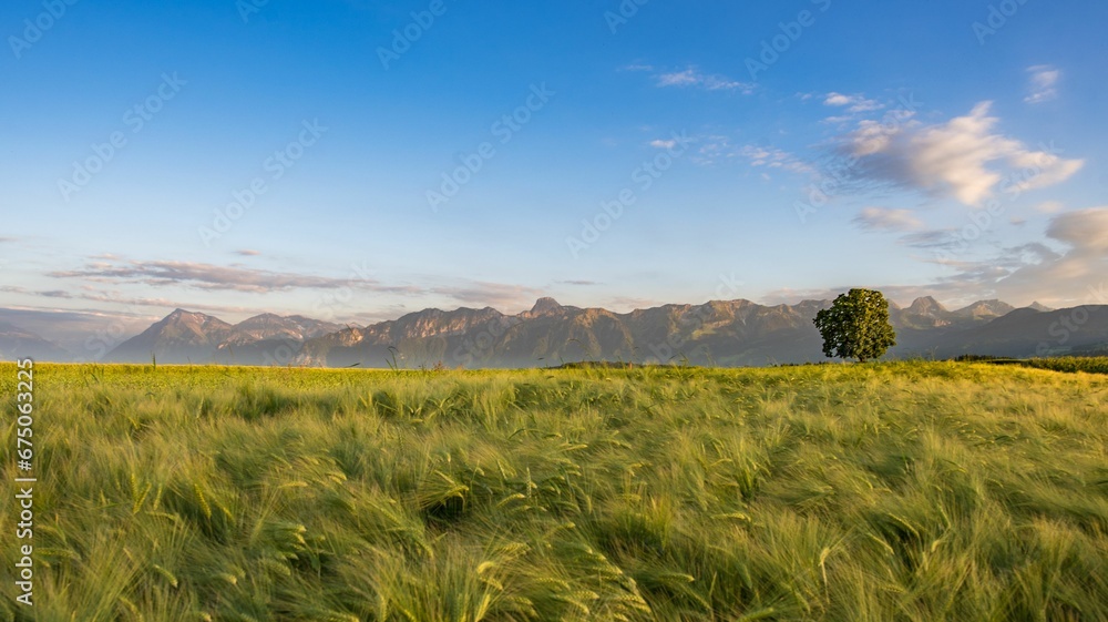 Landscape of a beautiful field covered in greenery during the sunrise in the morning
