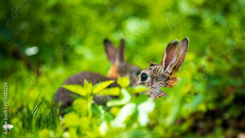 a rabbit is sitting in the grass by itself, surrounded by a patch of small © Wirestock