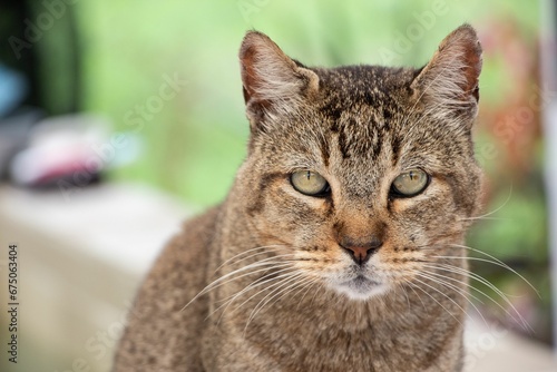 Closeup of a tabby cat looking into the camera