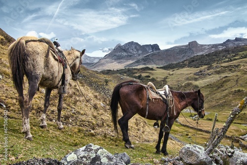 Horses in a field with hills and mountains in the background