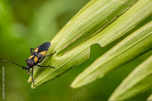 Macro shot of an insect perched on a green plant