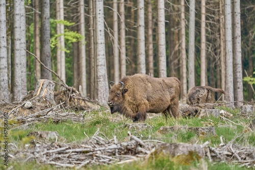 Wallpaper Mural Herd of European wood bison roaming in a lush green forest, living wild in their natural habitat Torontodigital.ca