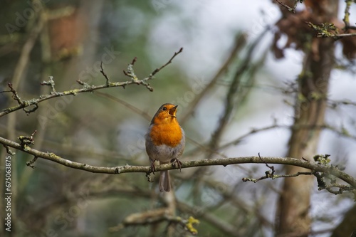 European robin perched atop a tree branch in a tranquil woodland setting.