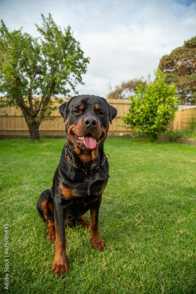 Adorable Rottweiler dog sitting on a lush green grassy field Adorable Rottweiler dog sitting on a lush green grassy field
