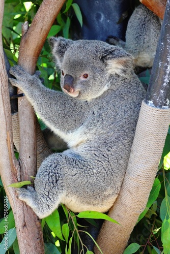 Fototapeta Naklejka Na Ścianę i Meble -  a koala sitting in a tree next to a green bush