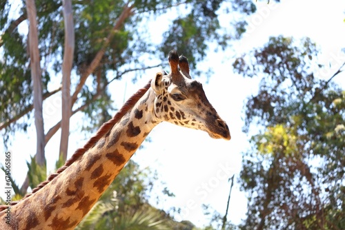 giraffe standing in the shade between several trees  with one giraffe