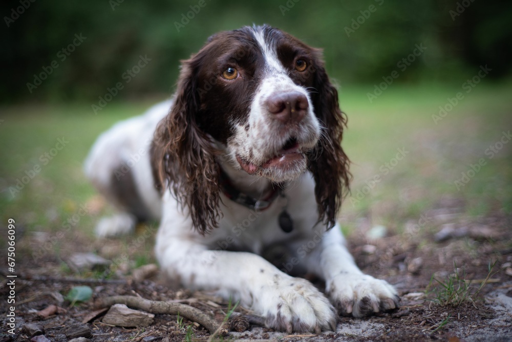 Springer Spaniel dog leisurely enjoying a sunny day in a lush green grassy field Springer Spaniel dog leisurely enjoying a sunny day in a lush green grassy field