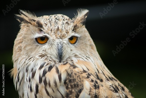 Portraiture of a majestic owl with their sharp yellow eyes radiating brightly