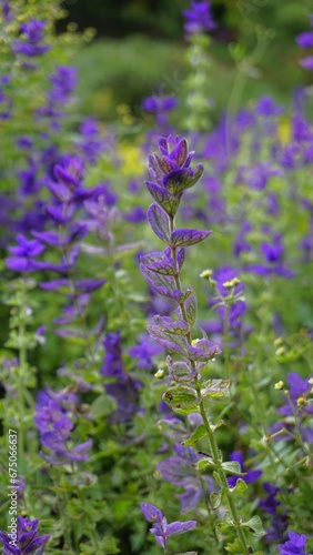 Salvia viridis known as Wild clary, Annual clary, Bluebeard, Green, Joseph,Painted, Clary Sage Sage photo