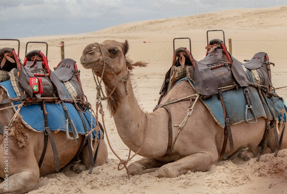Fototapeta premium Group of camels resting in a desert setting with saddlebags secured on their backs