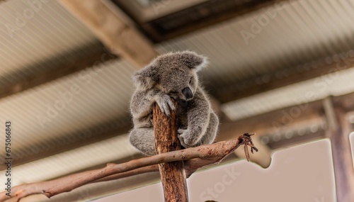 Photography Adorable koala peacefully taking a nap in a tree, with its head resting down