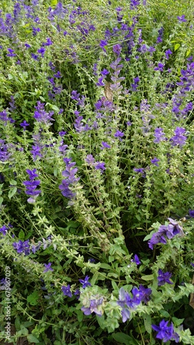 Salvia viridis known as Wild clary  Annual clary  Bluebeard  Green  Joseph Painted  Clary Sage Sage