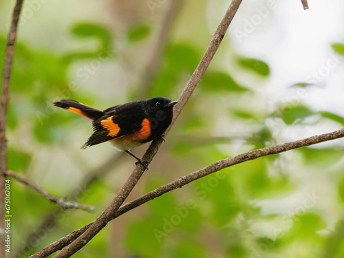 Closeup of an American redstart perched on a tree in Minnesota photo