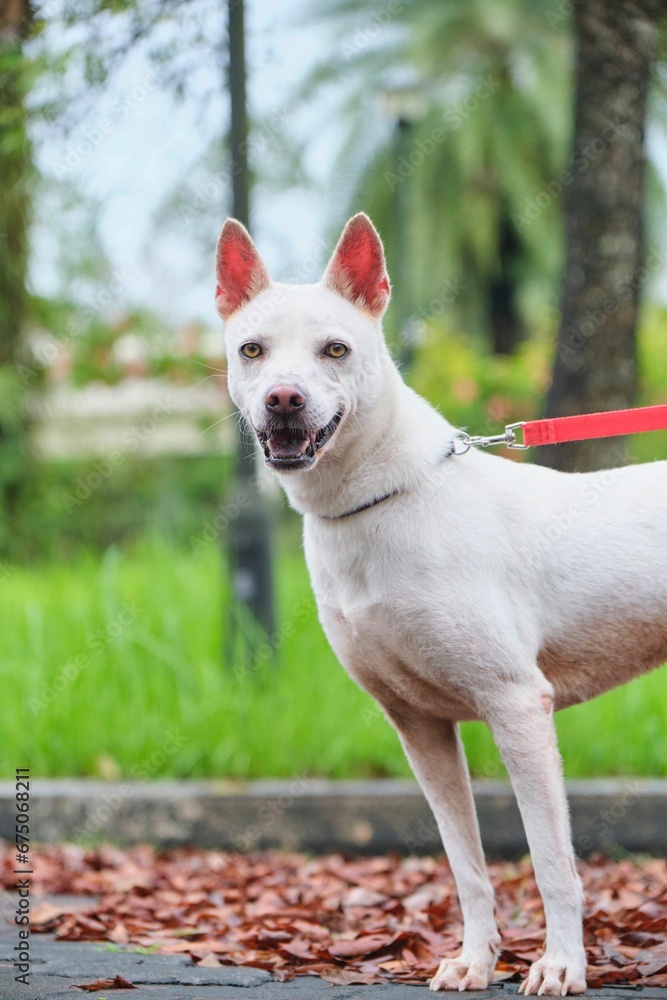 White domestic dog with a red leash