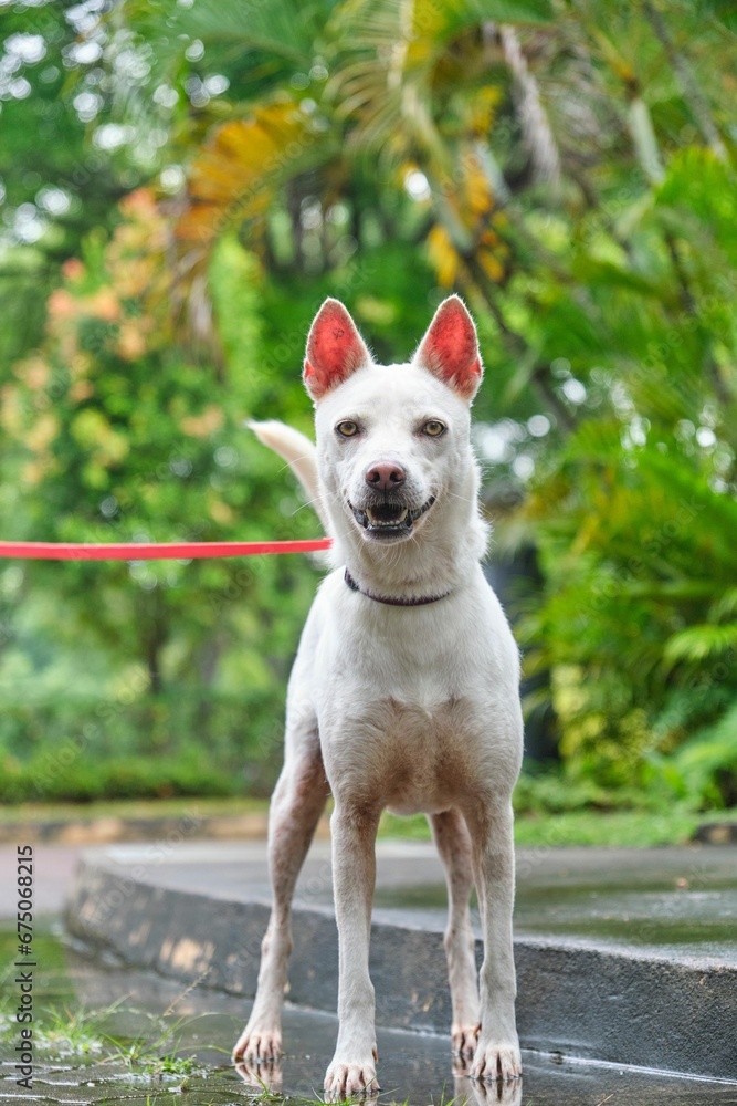 White domestic dog with a red leash