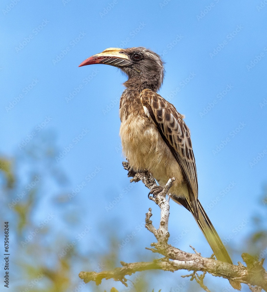 Low angle shot of an African grey hornbill perched on a tree branch