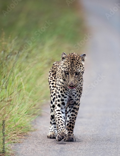 Fototapeta Naklejka Na Ścianę i Meble -  Vertical shot of a leopard walking on a road in a savannah
