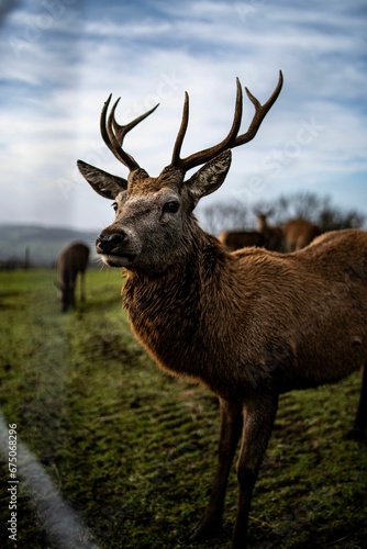 Closeup of a deer grazing in a green field © Wirestock