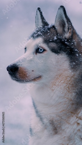 Adorable husky dog with its fur blowing in the winter breeze stands in a snow-covered field © Wirestock