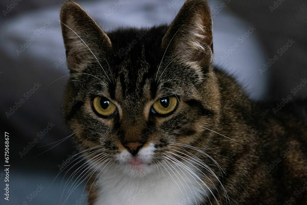 Closeup of a domestic cat looking intently at the camera while sitting on a bed