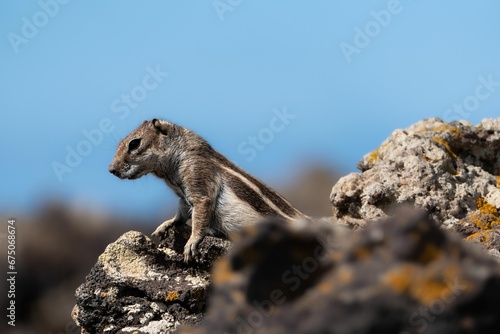 Cute squirrel on a rocky outcrop, gazing off into the distance © Wirestock