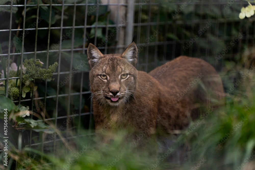 Wild lynx relaxes peacefully in its natural habitat Wild lynx relaxes peacefully in its natural habitat