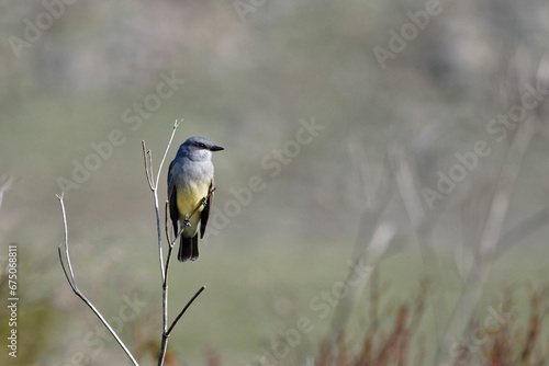 Western kingbird is perched atop a thin, wispy tree branch. Tyrannus verticalis. photo