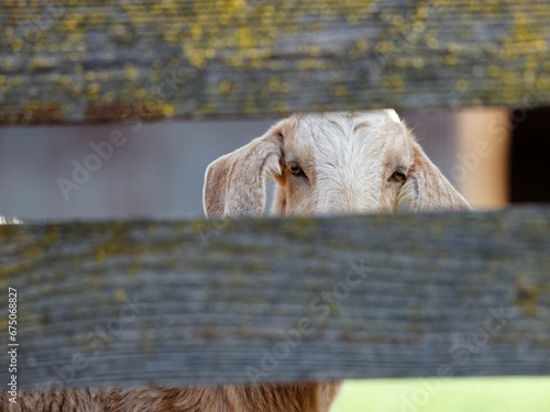 Close-up shot of a goat with long, curved horns, in front of a wooden fence photo