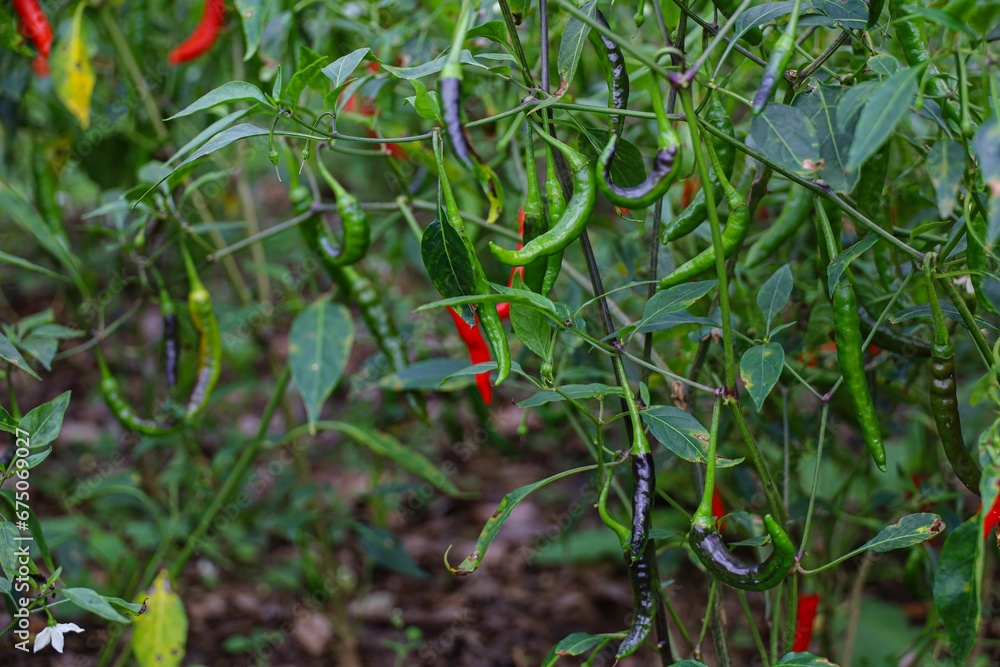 Chili peppers growing on branches