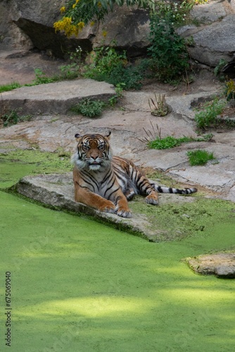 Beautiful Bengal tiger is perched atop a large  smooth rock