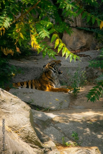 the tiger is sitting on some large rocks near the trees