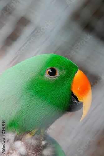 Vertical shot of a Moluccan eclectus parrot