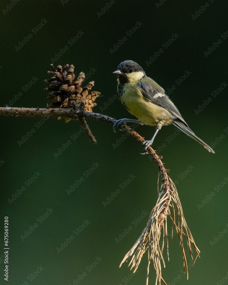 Fototapeta premium Great tit perched on a branch