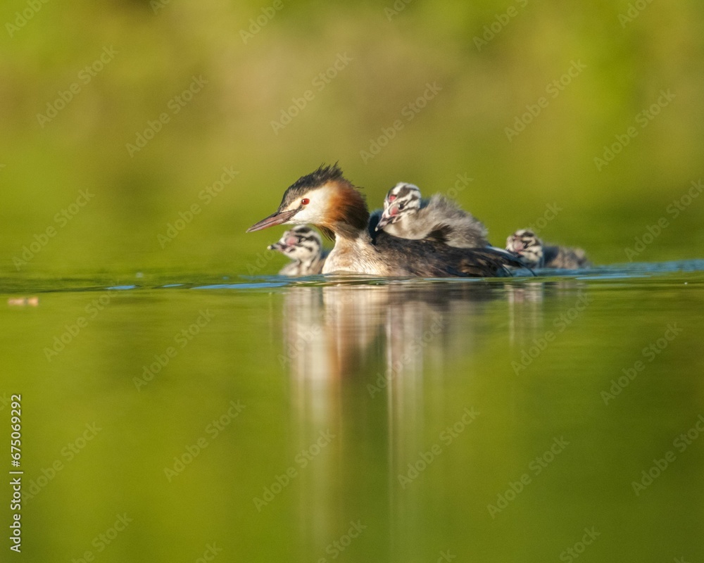 Great crested grebe (Podiceps cristatus) with its babies swimming in a calm lake Great crested grebe (Podiceps cristatus) with its babies swimming in a calm lake