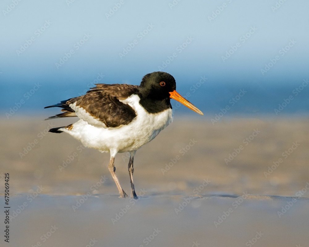 Closeup shot of an American oystercatcher (Haematopus palliatus) Closeup shot of an American oystercatcher (Haematopus palliatus)