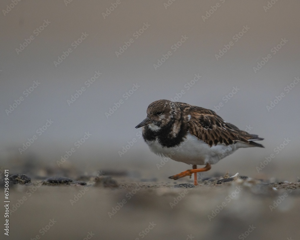 Closeup shot of a ruddy turnstone (arenaria interpreter) looking for food Closeup shot of a ruddy turnstone (arenaria interpreter) looking for food