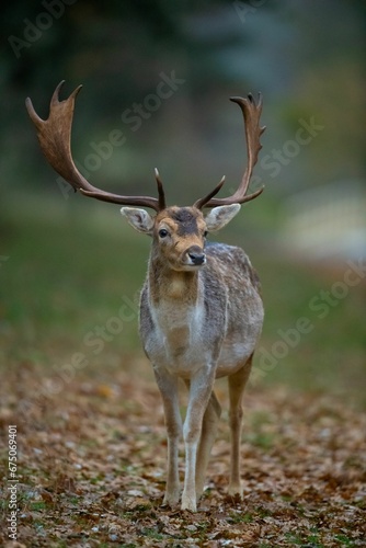 Selective focus shot of horned deer in the forest