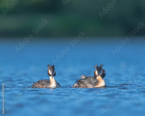 Two great crested grebes (Podiceps cristatus) with their baby swimming in a calm lake