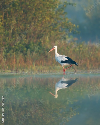 White stork wading in the water photo