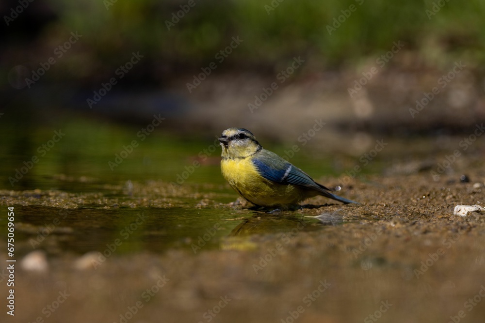 Eurasian blue tit in shallow water, drinking from the surface Eurasian blue tit in shallow water, drinking from the surface