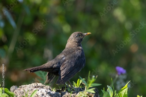 Small blackbird atop a large rock, surrounded by a shrub full of vibrant blooms