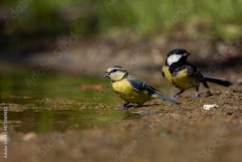 Eurasian blue tits upon a rocky outcrop by a body of water, sipping from the surface of the water © Wirestock