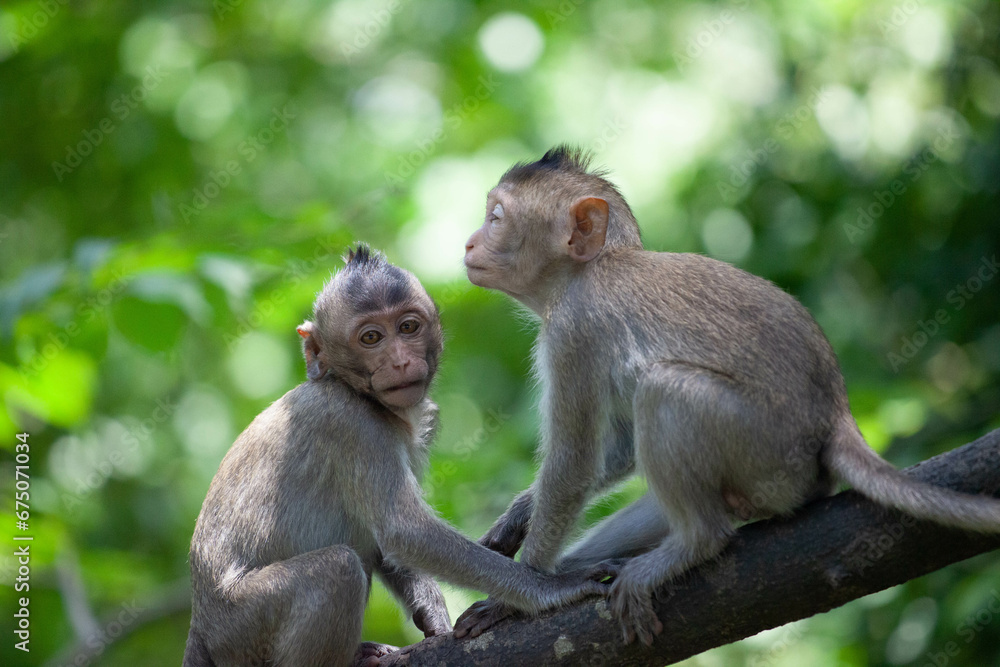 Naklejka premium 可愛いサル