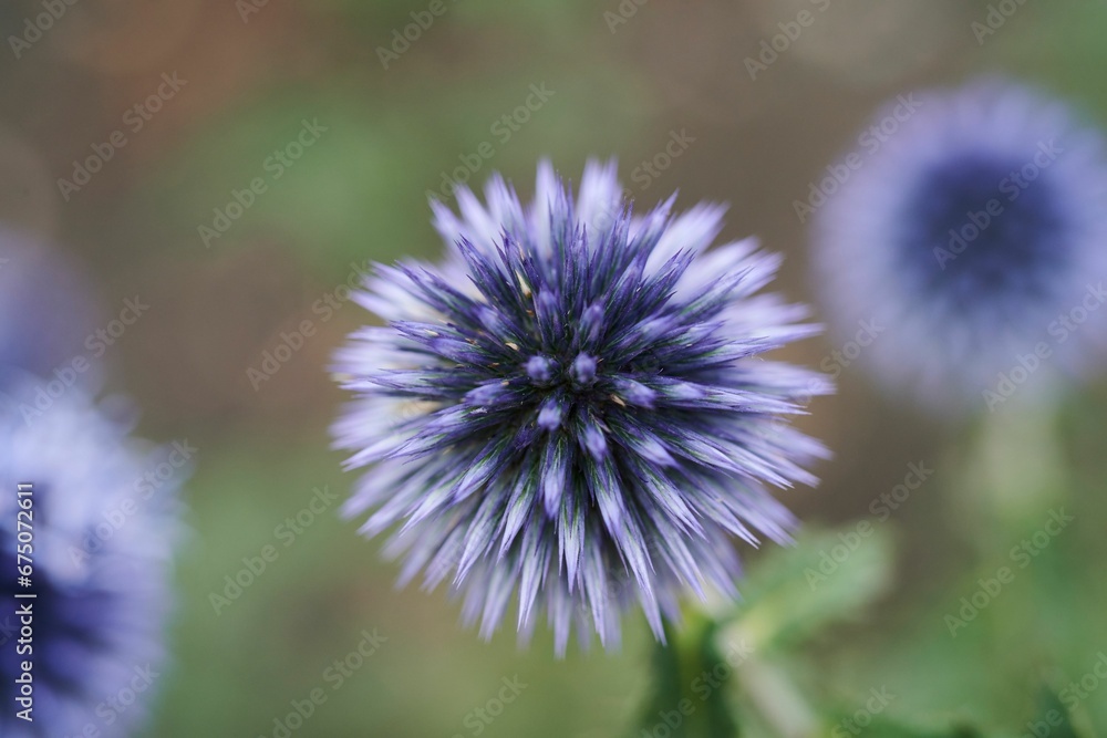 Field of vibrant purple Echinops flowers
