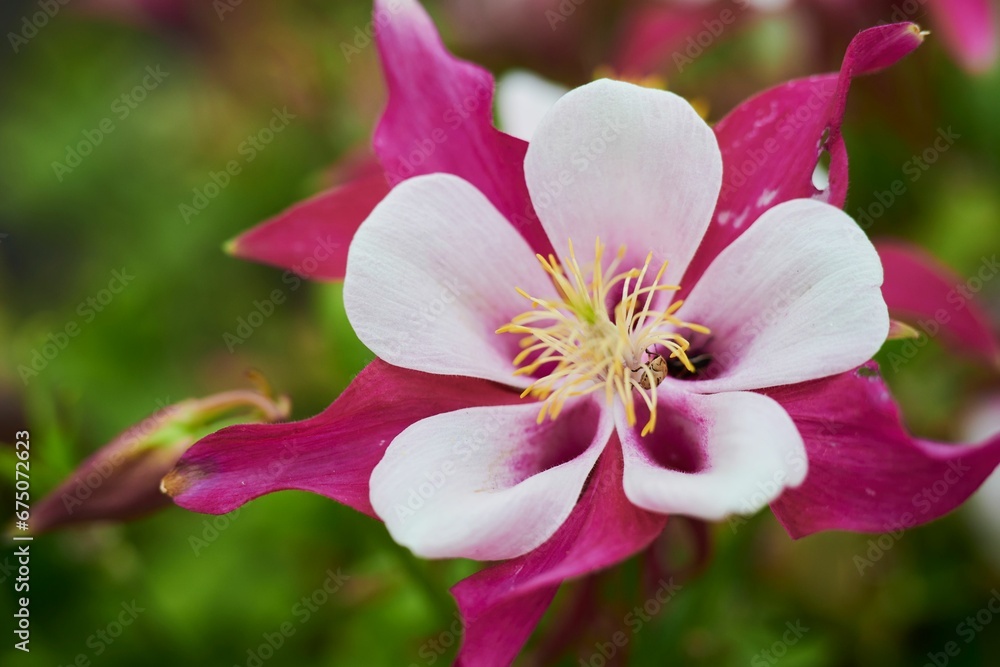 Closeup of beautiful columbine flowers in a garden Closeup of beautiful columbine flowers in a garden