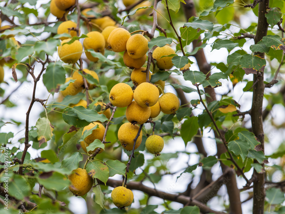 Ripe pears are hanging on the branch