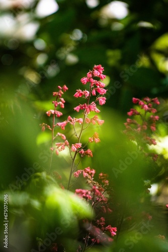 Vertical shot of Coral bell flowers amid a lush green forest of trees