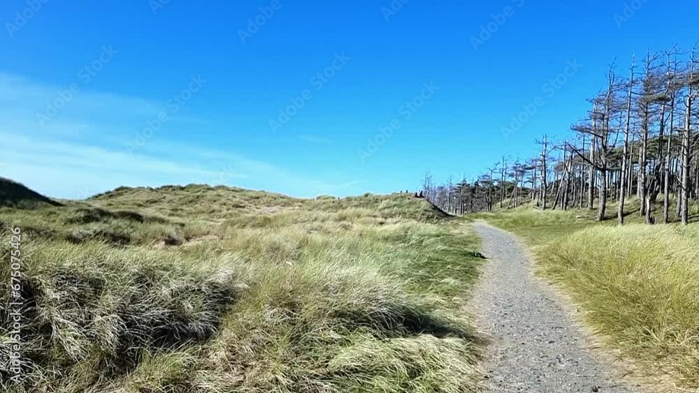 Winding pathway between grassy sand dunes and eroded woodland forest trees under blue sky Winding pathway between grassy sand dunes and eroded woodland forest trees under blue sky