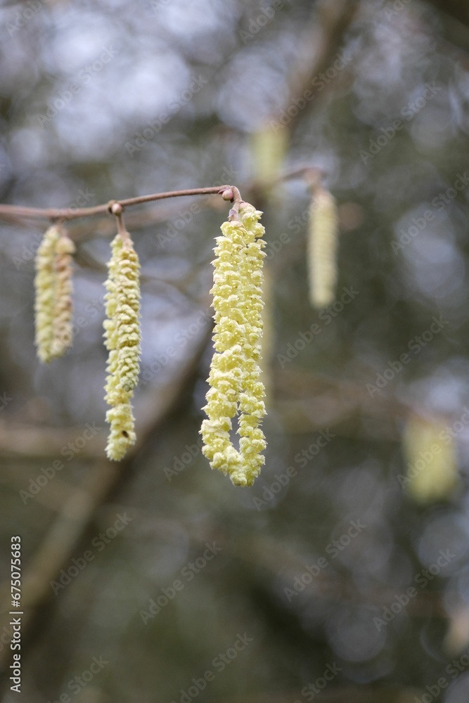 Vertical shot of catkins growing in a field with a blurry background Vertical shot of catkins growing in a field with a blurry background