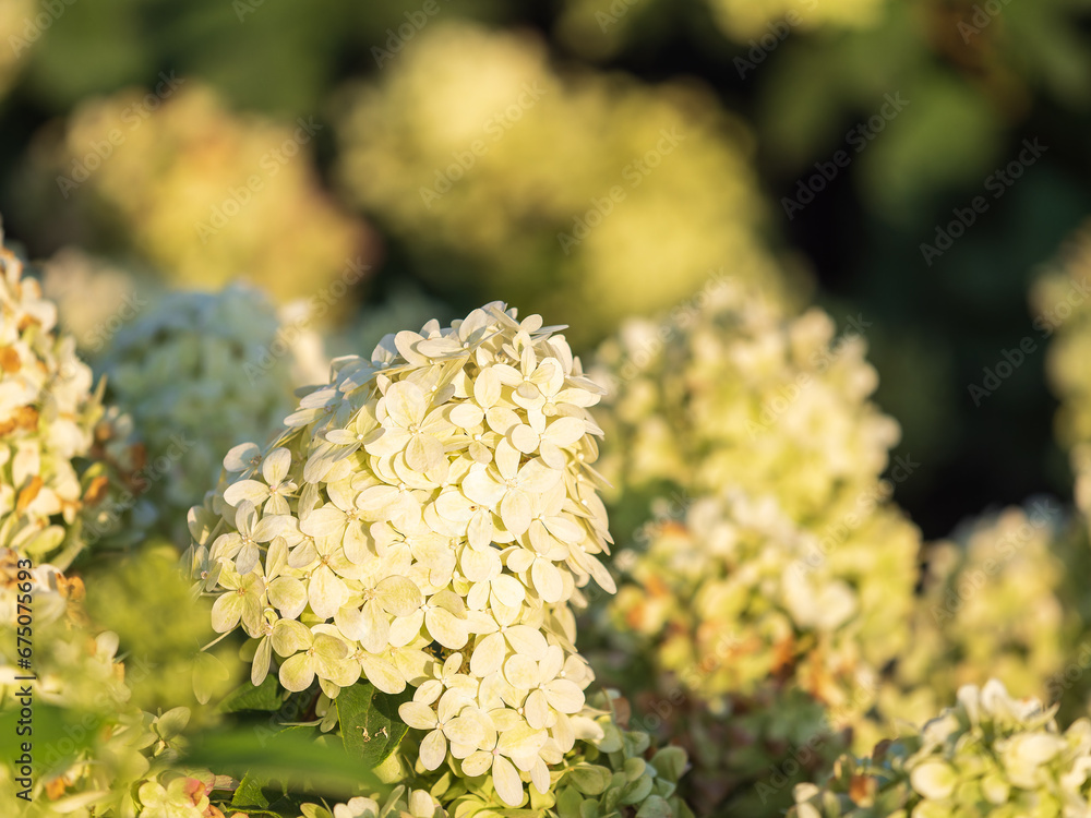 Lush white and yellow hydrangea flowers in summer. Lush white and yellow hydrangea flowers in summer.
